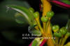 Heliconia aemygdiana (inflorescence closeup)